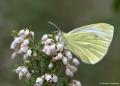 Pieris pseudorapae (Yalancı Beyazmelek)